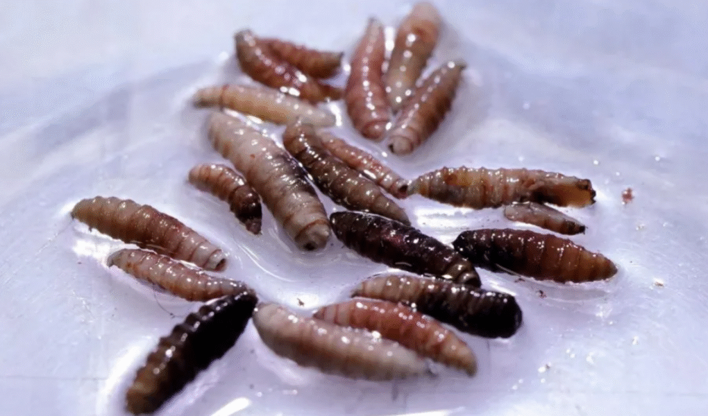 An outbreak of New World screwworm has been confirmed in Central America and Mexico.