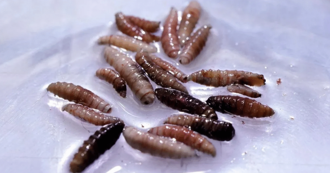 An outbreak of New World screwworm has been confirmed in Central America and Mexico.