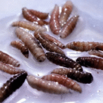 An outbreak of New World screwworm has been confirmed in Central America and Mexico.