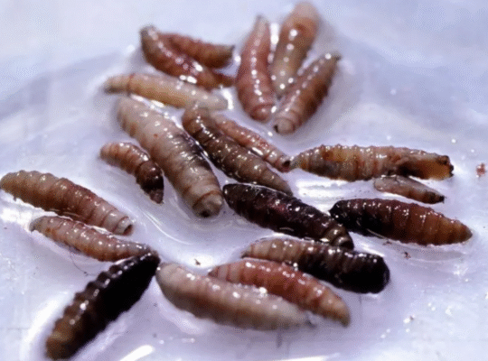 First human case of flesh-eating screwworm parasite confirmed in the US 2 An outbreak of New World screwworm has been confirmed in Central America and Mexico.
