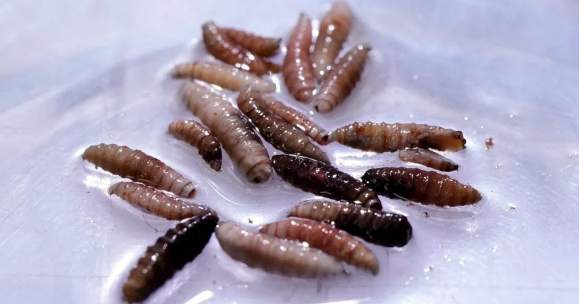 An outbreak of New World screwworm has been confirmed in Central America and Mexico.