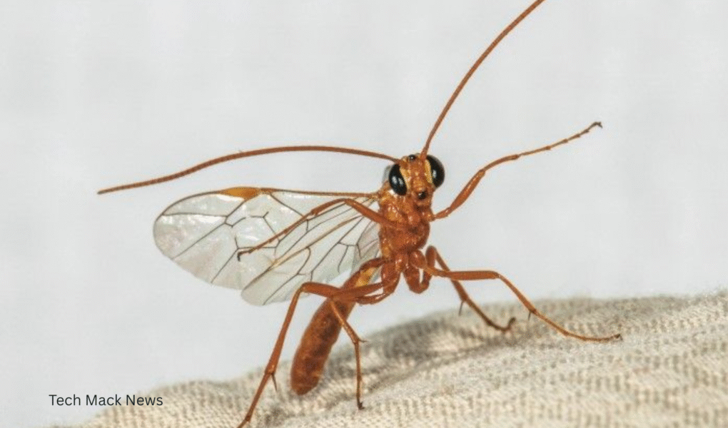 Insect-sized surveillance drones are no longer science fiction. As they become more capable and affordable, they raise urgent questions about privacy, ethics, and the future of surveillance.