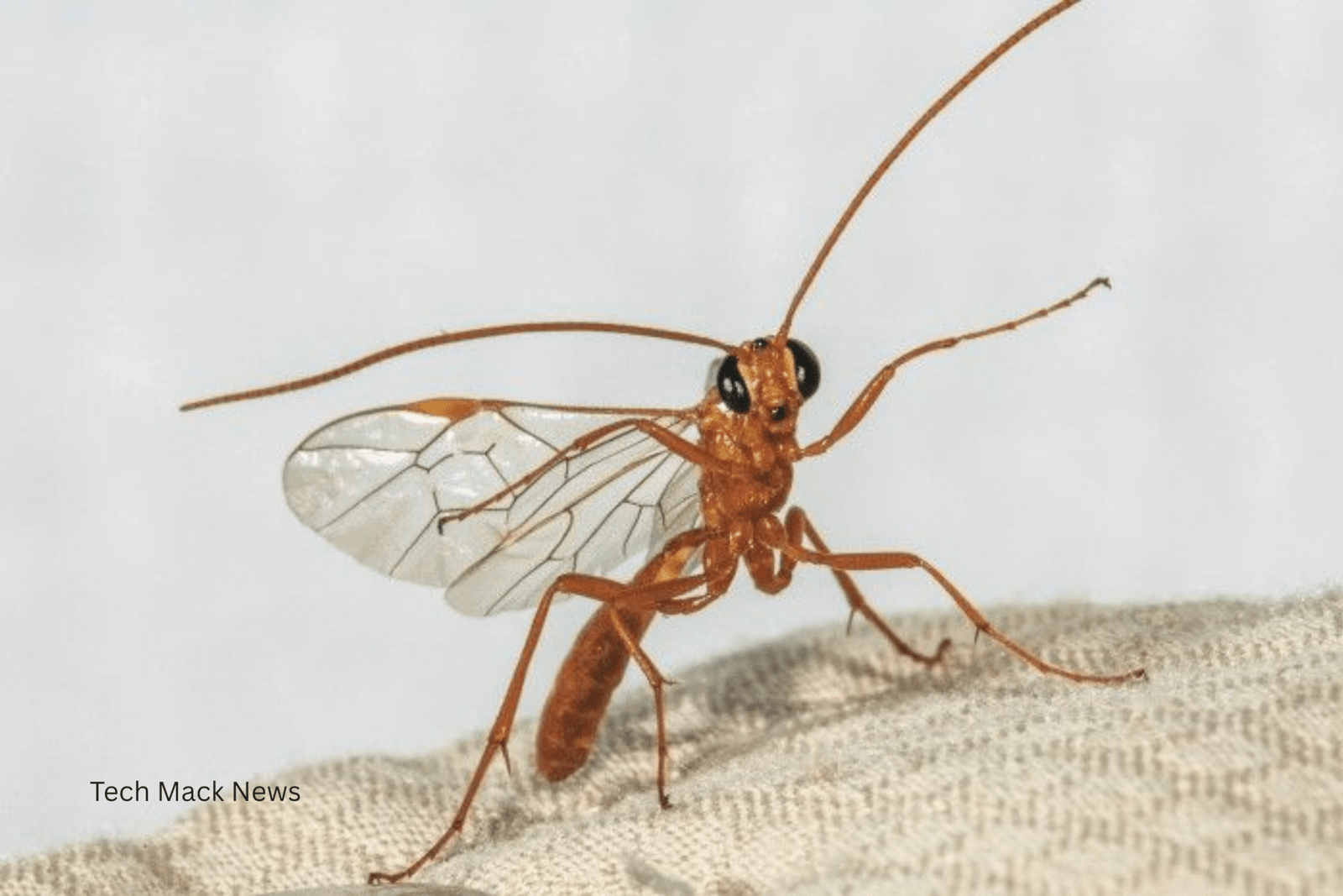 Insect-sized surveillance drones are no longer science fiction. As they become more capable and affordable, they raise urgent questions about privacy, ethics, and the future of surveillance.
